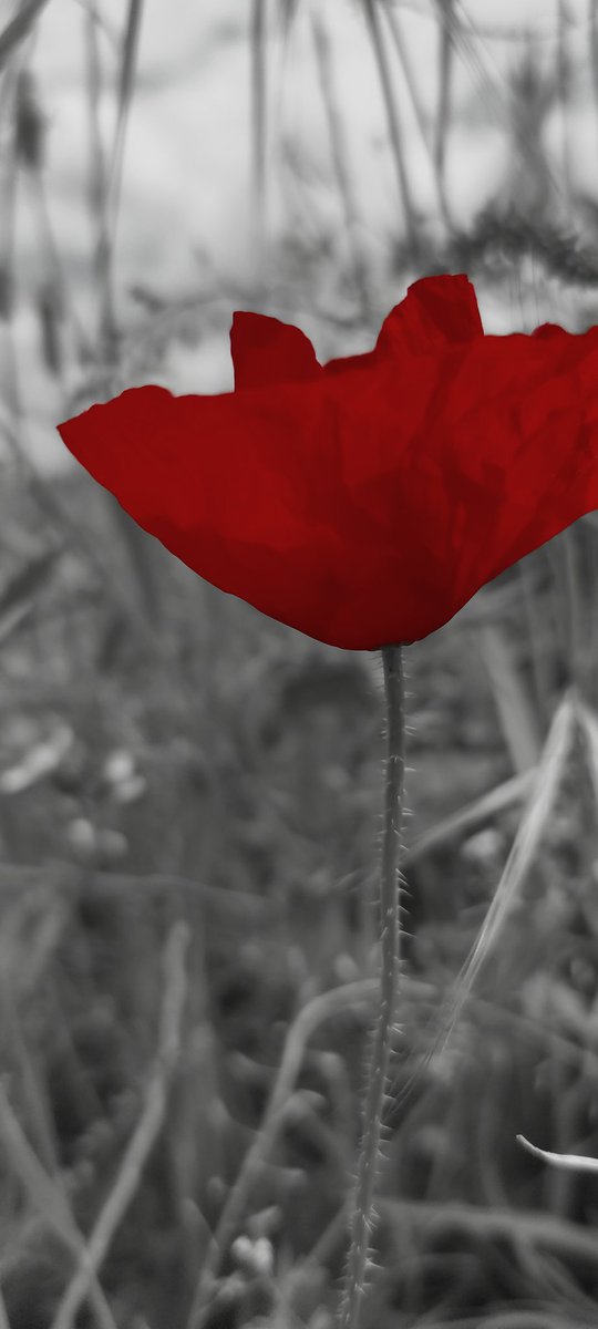 🔸 Red vibes 🌹

#flowerred #flowers #flower #nature #red #flores #naturephotography #flowerphotography #flowerstagram #ig #photooftheday #flor #redflowers #photography #redflower #of #special #flowerofinstagram #art #natureshot #naturelove #rose #flowerphotograph