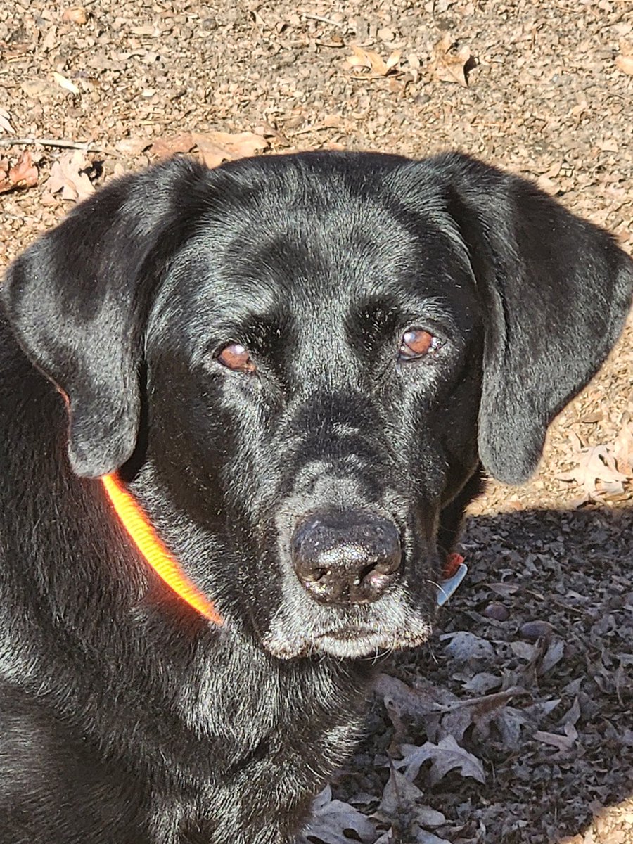 Shiny winter coat is in. 12.5 years old now 🥲