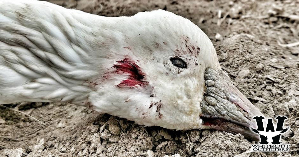 Whiteoutoutfit's tweet image. 🐔 **Limited Availability for Spring Snow Goose Hunts!** 🐔
bit.ly/3GNrlQV 
Don&apos;t miss out on this limited opportunity! Follow us for a glimpse into the exciting world of snow goose hunting. 📸🌐

#SnowGooseHunting #WhiteoutOutfitters #SpringHunts #AdventureAwaits 🏹🌨️