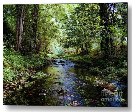 Sandi OReilly @sandioreilly Small Steam In The Forest. HERE: sandi-oreilly.pixels.com/featured/small… #stream #small #marsh #lakes #trails #hiking #forest #trees #plants #flowers #wildlife #AYearForArt #BuyIntoArt See more #art,#prints & on #products Here: sandi-oreilly.pixels.com