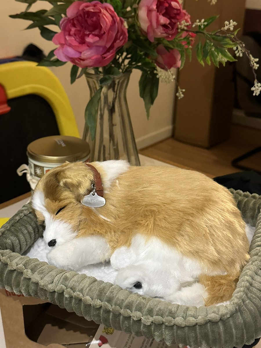 Through my little love linda ( my late mum) campaign we have donated o et 24 precious petzz ( dementia dogs ) to individuals and to nursing homes the petz are designed to ease anxiety and stress they have a breathing mechanism and look very real ! My heart is full <a href="/JohnCampaign/">John's Campaign</a>