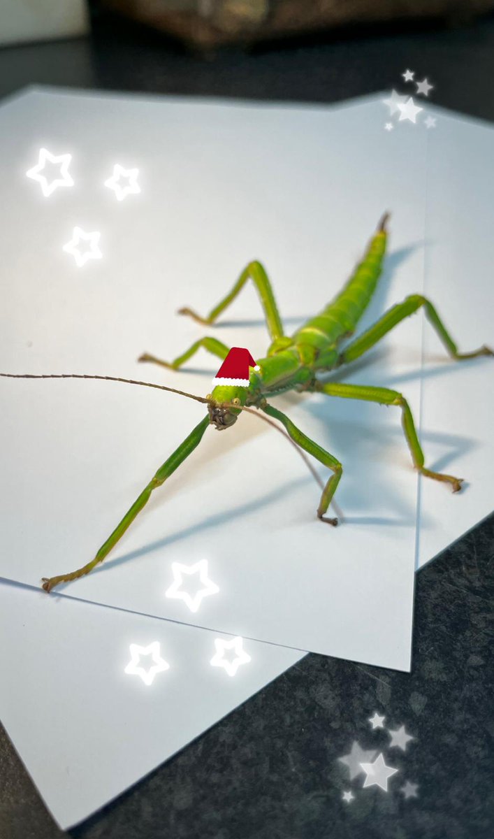 On the third day of Christmas, my true love sent to me three green beans, Two hermit crabs And a ta-ran-tu-la called Rosie. #TwelveBugsOfChristmas #12BugsOfChristmas #TwelveDaysOfChristmas #12daysofchristmas #Christmas #BugZoo #Bugs #TheBugFarm