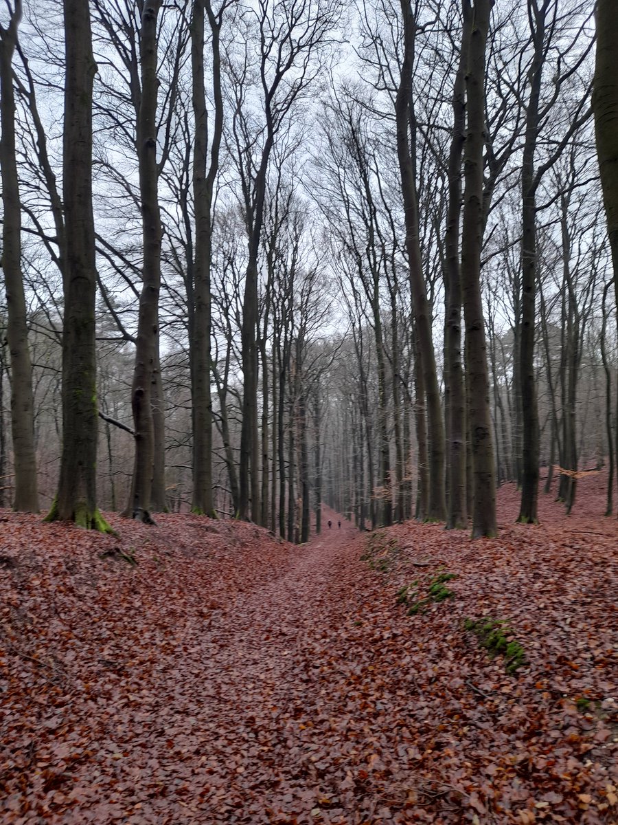 Heerlijk gewandeld, ideeën uitwisselen tijdens mooie werkochtend <a href="/ClaraWilken/">Clara Wilken</a> @Bosw8erTonnis @IVNGelderland <a href="/glk/">GLK&</a> <a href="/NM_Gelderland/">NM Gelderland</a>