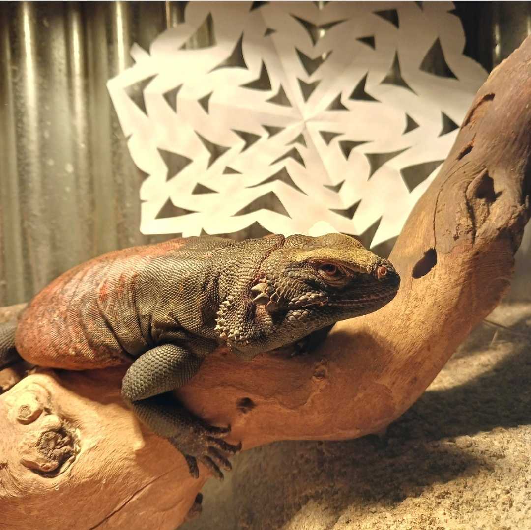 Happy Holidays, @LAZoo! Our animals wanted to share some of their holiday-themed enrichment with yours! 🎁 #MuseumGiftSwap