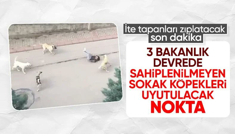 guclusinemm's tweet photo. Sen haberci değilsin provokasyon yapan insanları hayvanlar üzerinden kışkırtan birbirine düşüren sürekli yalanlarla algı yapan insanın da hayvanın da belasısın @ensonhaber Toplatmayacağız da öldüremeyeceksiniz de başaramayacaksınız da #SokakHayvanlarıSahipsizDeğil https://t.co/qILeu0Ox5u