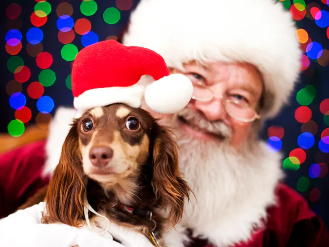 Santa Paws is comingggg to town 🐶🎅 Join your local @PetSmart store this holiday season for FREE pet pictures 🎄 📅 December 16 + 17 Make a reservation: petsmart.com/santa-photo-da…