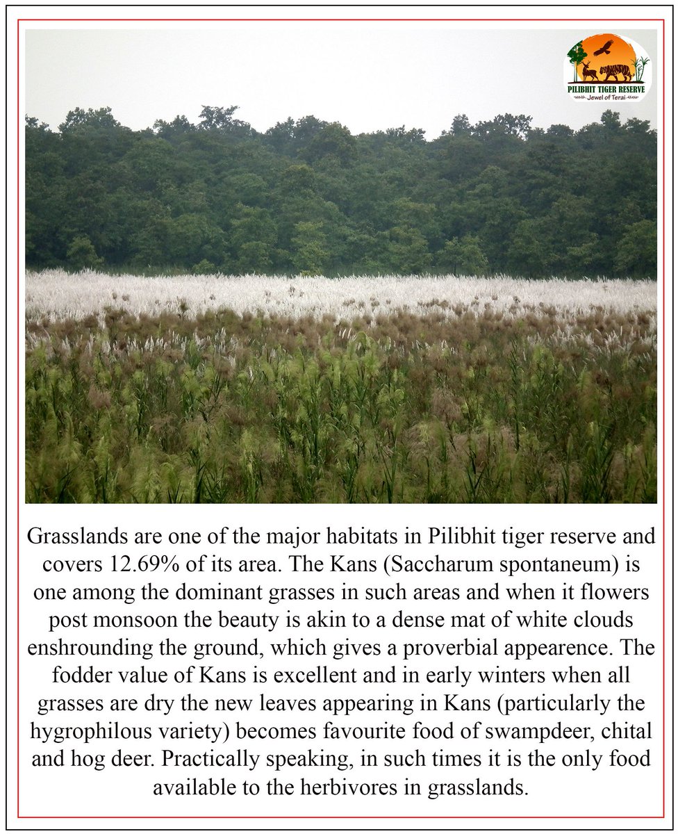 Biodiversity of #PilibhitTigerReserve.The grasslands forms the first tropic level of the food chain. sustaining the complex biodiversity of tiger reserve @ntca_india @UpforestUp @rameshpandeyifs