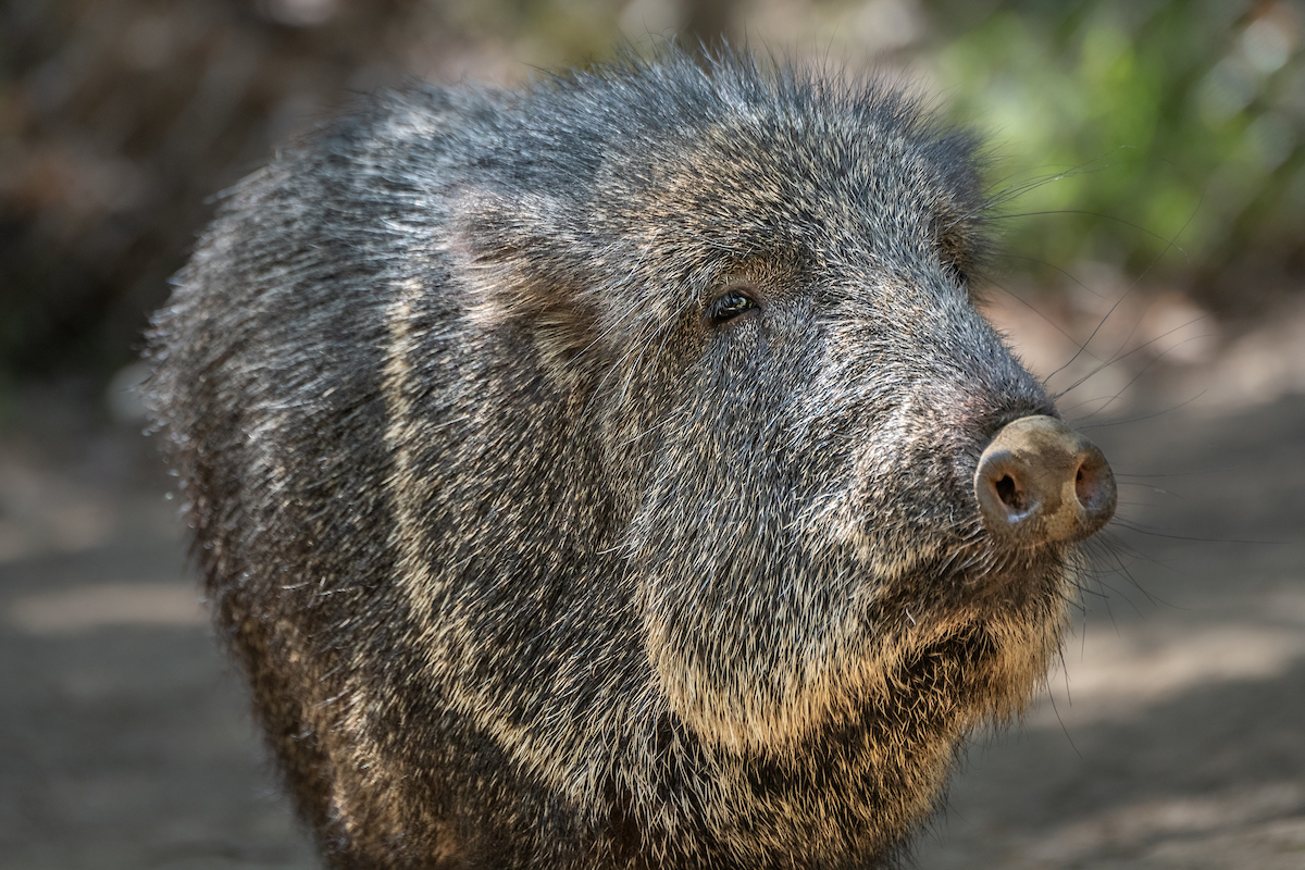 Happy holidays, @nhmla! Here is a special delivery of a living fossil, the Chacoan peccary. We think would it would fit in well at your Age of Mammals exhibition. 😉 #MuseumGiftSwap