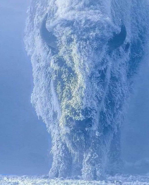 Just look at this picture to see how cold the weather will be this year