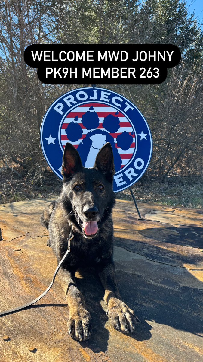 Please welcome Retired Military Working Dog “Johny” (Y065) into our Pack as our 263rd Program Member. Johny was given a date of January 8th to find a new home, or else he would have been out of all options due to military regulations.