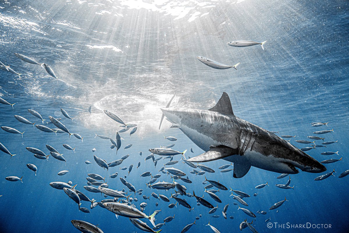 The #whiteshark is an evolutionary masterpiece, perfectly designed to silently cruise through the water, blend in with the bottom, and launch a surprise attack on their unsuspecting prey! #sharks #sharkweek #discovery #conservation #greatwhiteshark #sharkdiving #cressi #canon