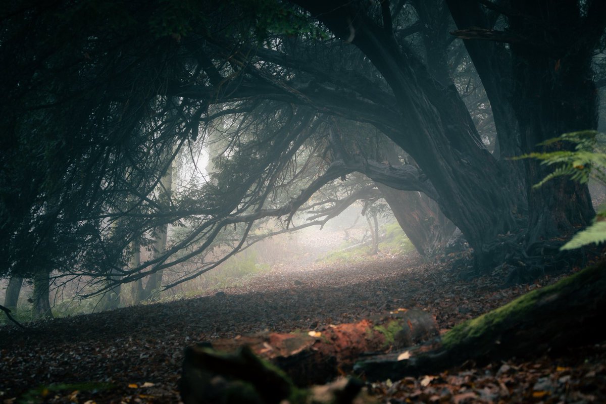 Mist and ancient woodland provides a playground for photographers. It almost feels like you're taking a glimpse into the distant past in these conditions. @visitscotland