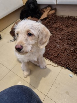 millypod1's tweet photo. ROSIE HOME SAFE. THANKS FOR RT's πππΎ
π10 DEC 2023 #Lost ROSIE #ScanMe #Tagged
Tan Labradoodle Female
Sheen Court #Richmond #Surrey #TW10
Possible sighting on Tangier / Burdenshott Avenue.
https://t.co/k5bw8vRfrI https://t.co/LDS8ogUNgn