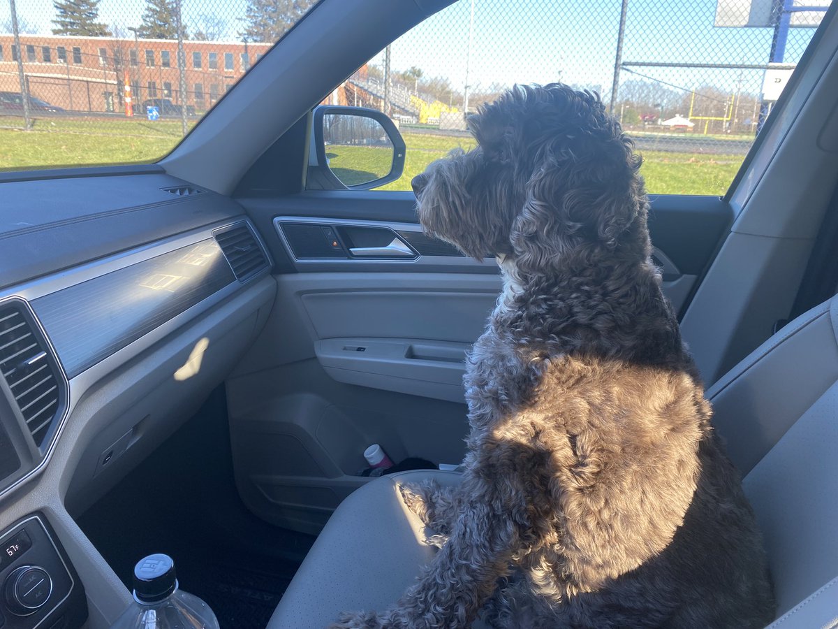 Max waiting attentively in pick up line for his human siblings to join him. 
Love this dog and his very human characteristics. #AustralianCobberdog
