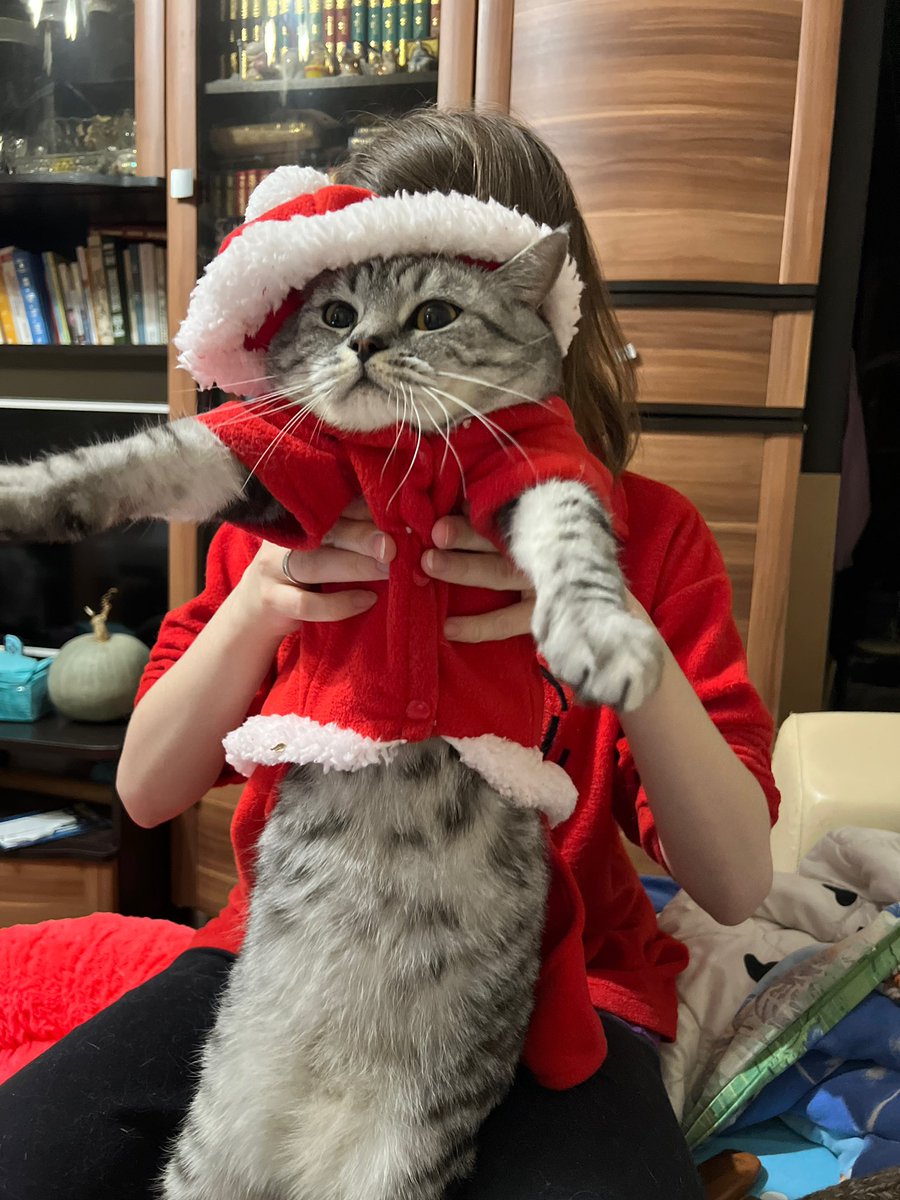 Spreading festive cheer with my purr-fect Santa Paws! 🎅🏻🎄😅🐾 #SantaCat #MeowyChristmas