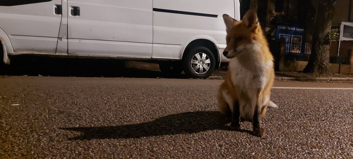 Super curious urban fox in London! We had a good sit down together!