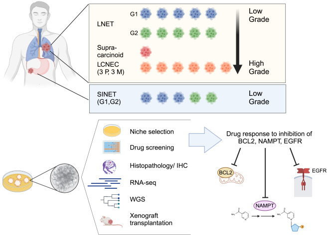 NEN in a dish: A patient-derived organoid biobank illuminates potential novel therapeutic opportunities for neuroendocrine neoplasms dlvr.it/T0BlkS