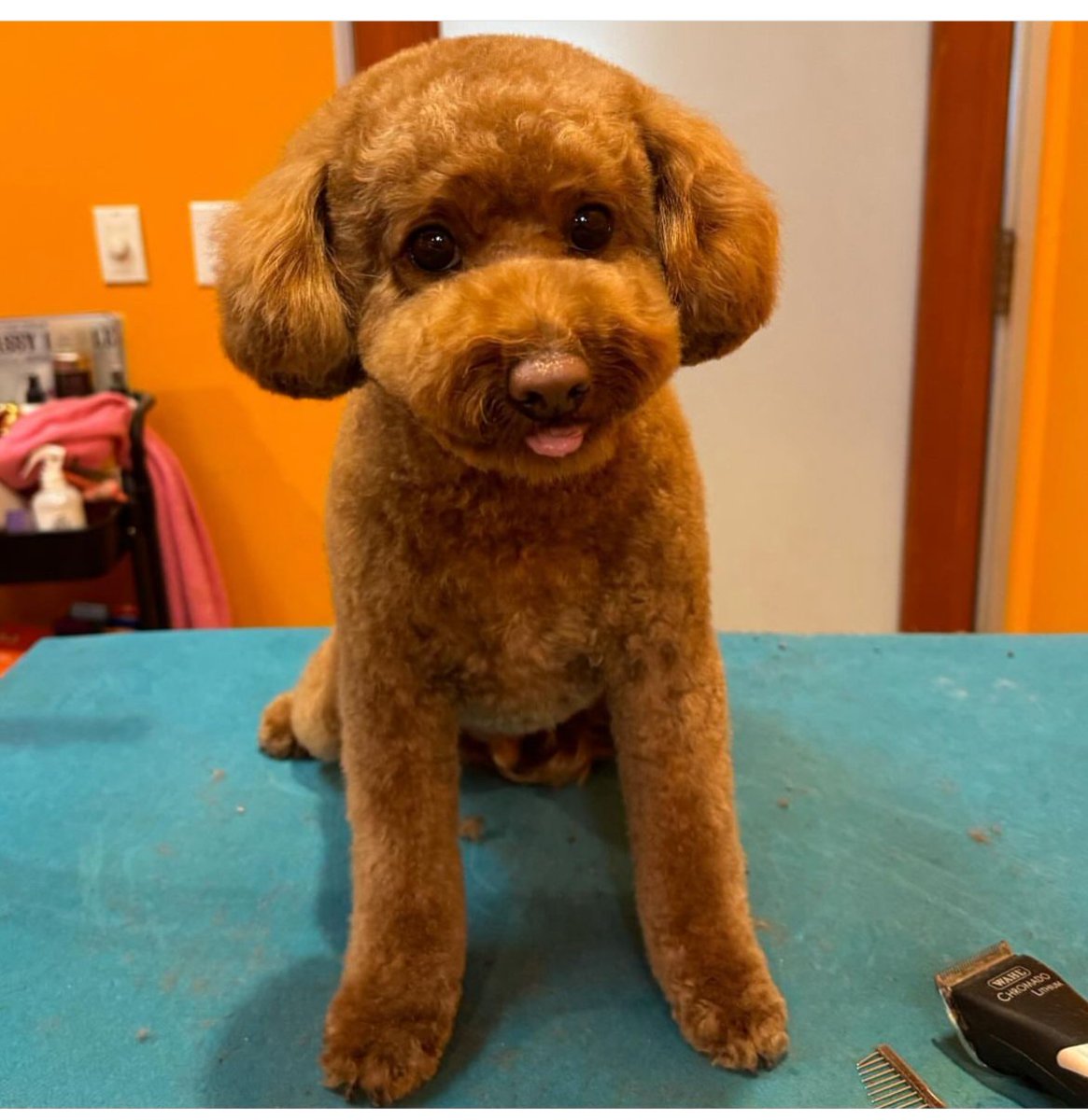 Wahl Animal USA tweet media