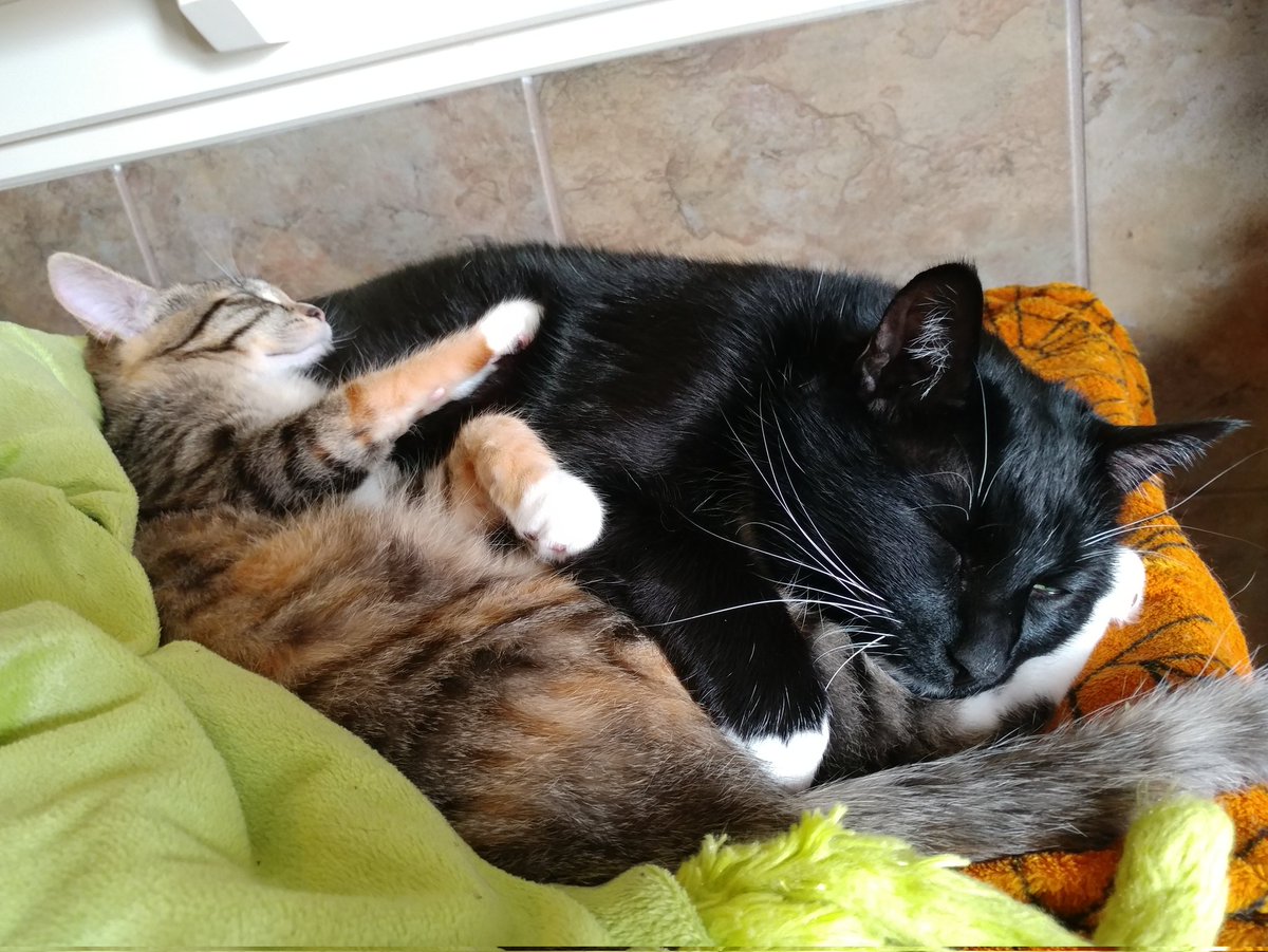 It's a cuddle pile #CurledFeetsiesFriday to share your cute pictures on.