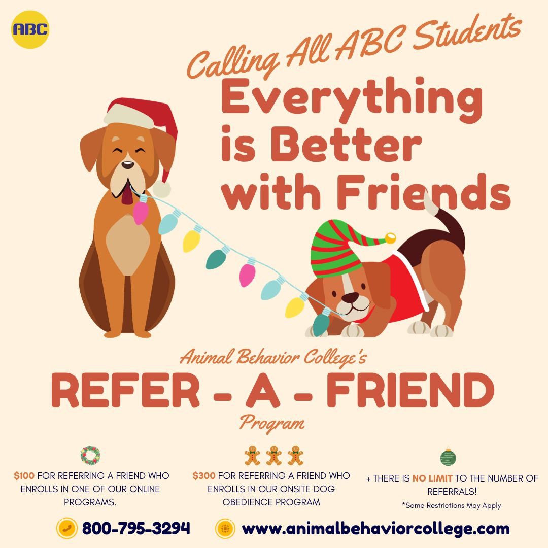 🎄🎓 Spread holiday cheer, Pet Pals and ABC Education Enthusiasts! 🐾🎁 Unwrap the magic ➡️ bit.ly/3GqBMtt 🎁🐶 #ABC #Animalbehaviorcollege #helppeoplehelpanimals #AnimalBehaviorCollege #PassionForAnimals #CareerOpportunity