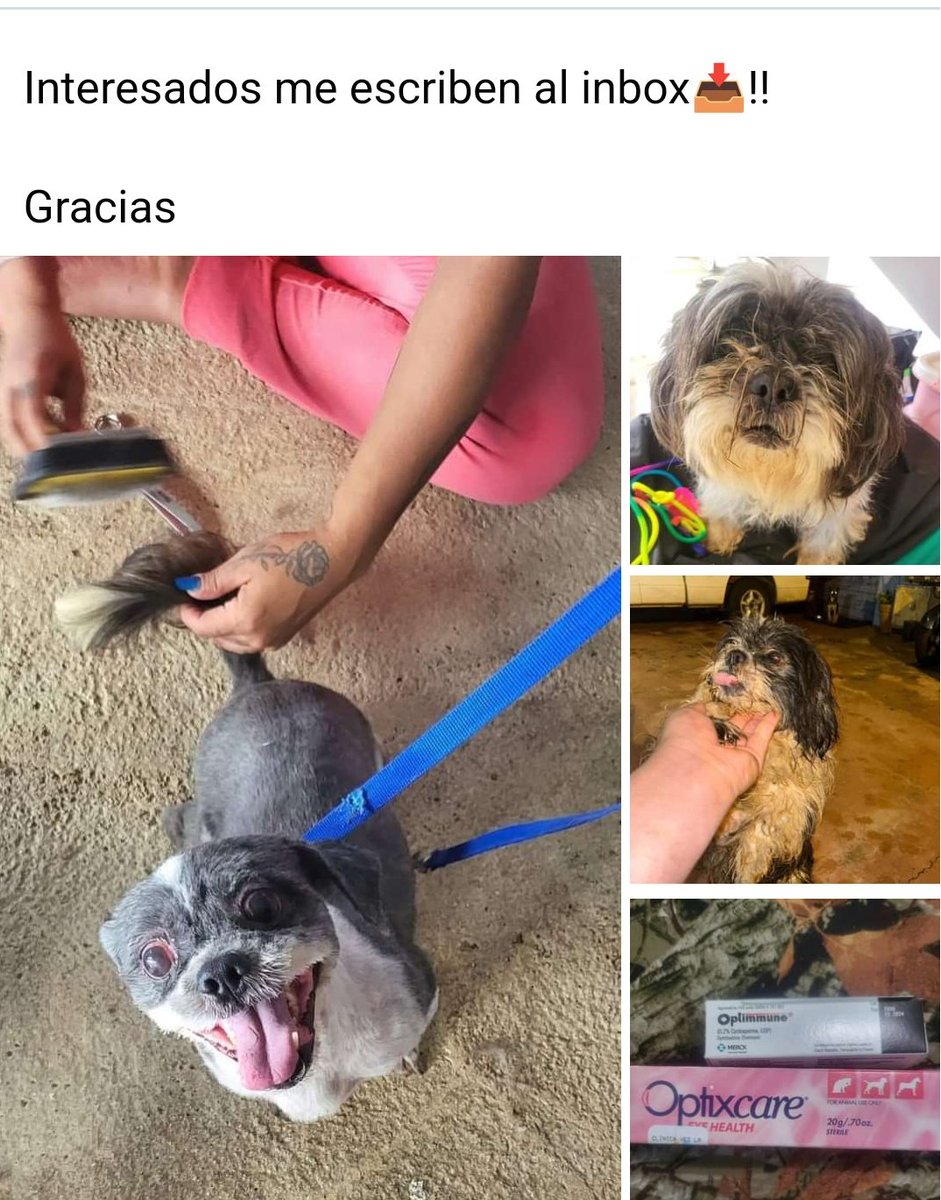 Lucitadoce's tweet image. Shitzu para adopción es muy hermoso y bueno fue muy maltratado lo tenían en sol y sereno ahora buscamos una familia que lo ame como merece
Por favor RT ayudemos a Lino
@marvelousvet @titaguerrero @SylviaGomezT2 @ivonnesolla @alefuentespr