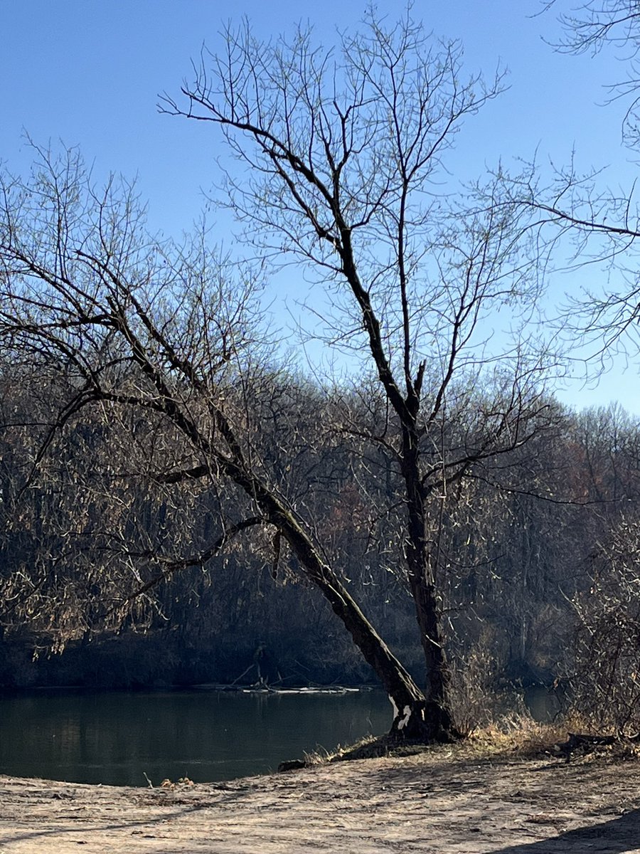 At a boat launch on the bank of the Red Cedar River in Menomonie (Dunn County) Wisconsin.

#MyPhoto #MyPhotograph
#myphotooftheday 
#MyPhotography 
#MyPhotographyBeginsHere 
#MyPhotographicalWorld #MyPhotographicWorld #TreePhotography #RedCedarRiver
#DunnCounty #MenomonieWI