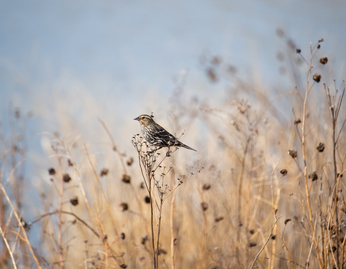 A female red-winged blackbird visits a prairie within the stormwater detention areas of Heritage Park @WheelingParkDst This image is from our 2024 Native Plants calendar. Request your copy by messaging public.affairs@mwrd.org.