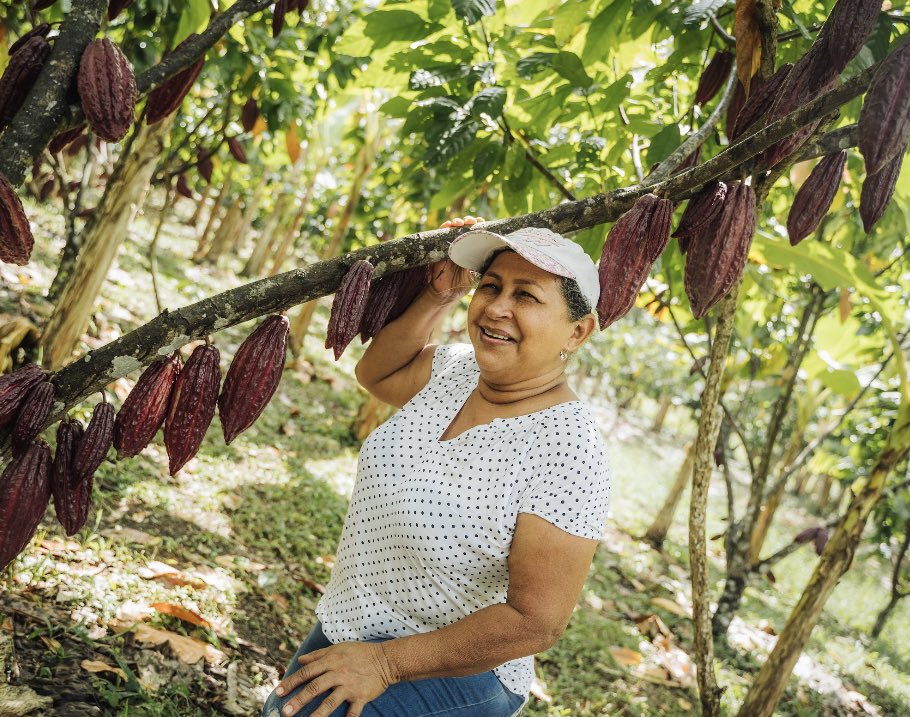 La Cacaocultura colombiana cuenta con cerca de 700 productores con mayores capacidades para aplicar los  conocimientos aprendidos en El Efecto Cacao;  desde el punto de vista técnico, social y económico, la mayoría de estos mejoraron su productividad y sus ingresos por cacao.
