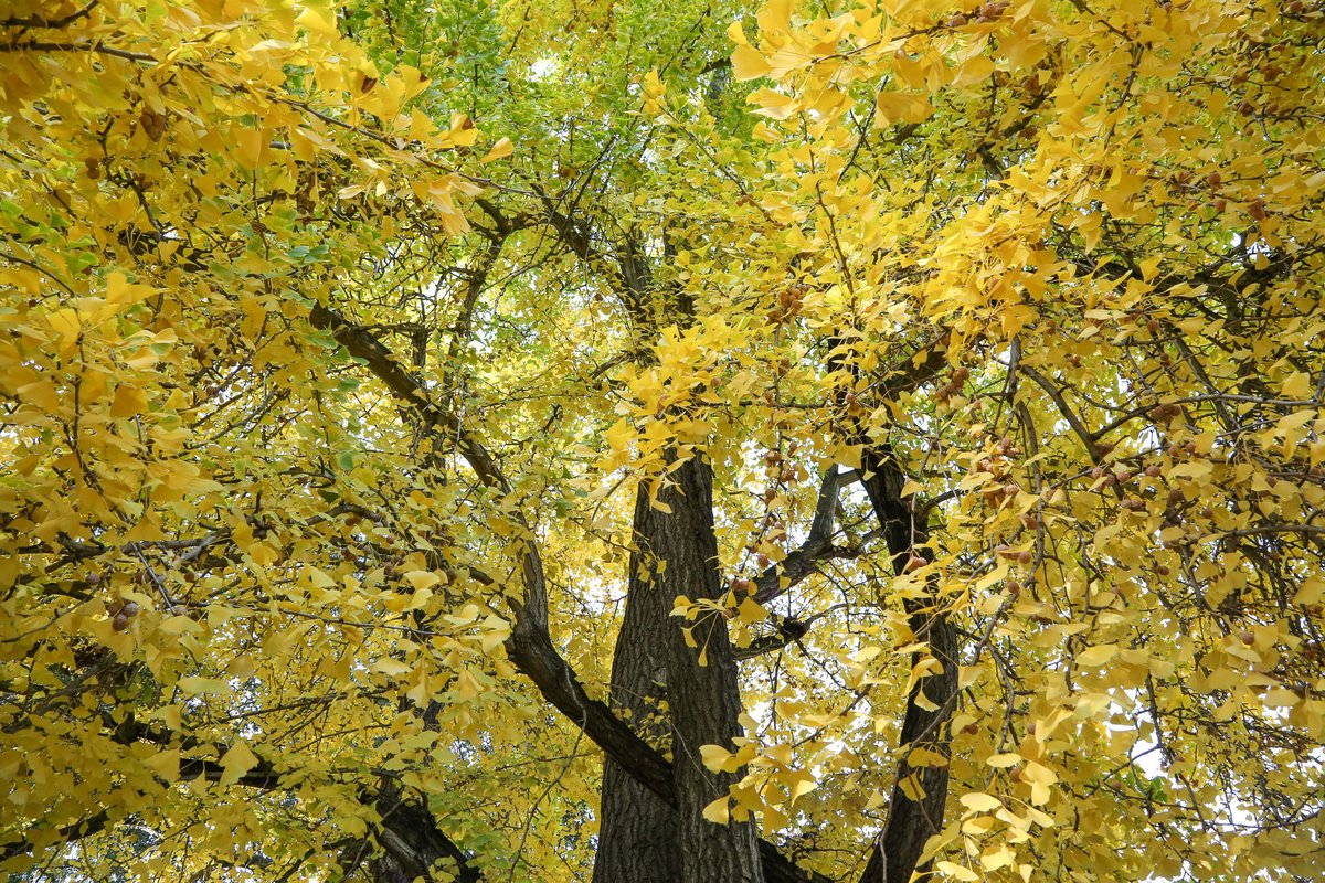 Descanso Gardens (@descansogardens) on Twitter photo Season's greetings, <a href="/NHMLA/">Natural History Museum of L.A. County</a>! We're gifting you our own #livingfossil, Ginkgo biloba 🎁 #MuseumGiftSwap Season's greetings, <a href="/NHMLA/">Natural History Museum of L.A. County</a>! We're gifting you our own #livingfossil, Ginkgo biloba 🎁 #MuseumGiftSwap