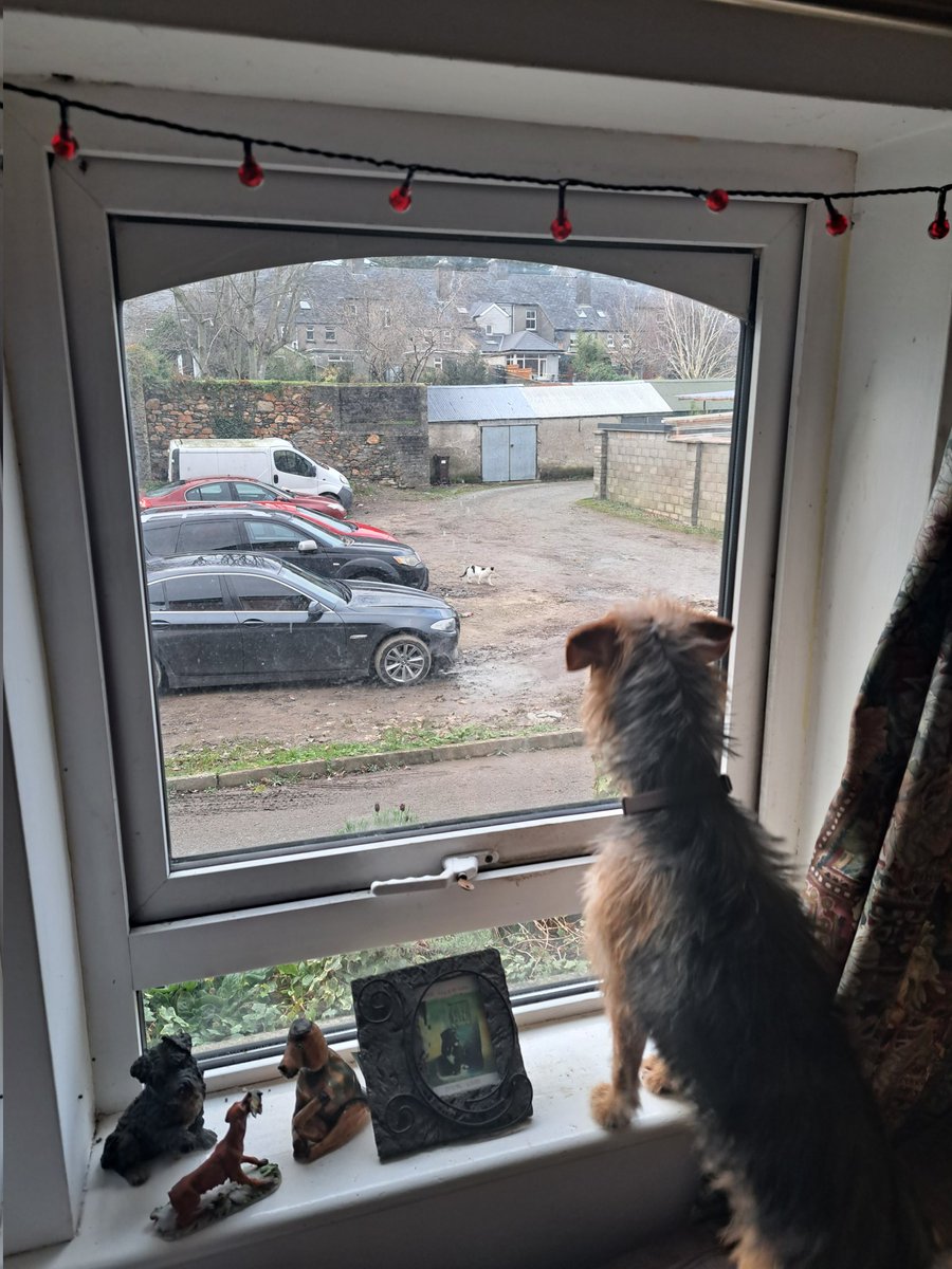 Cat TV was live and Thruppence was glued to the screen watching the action.