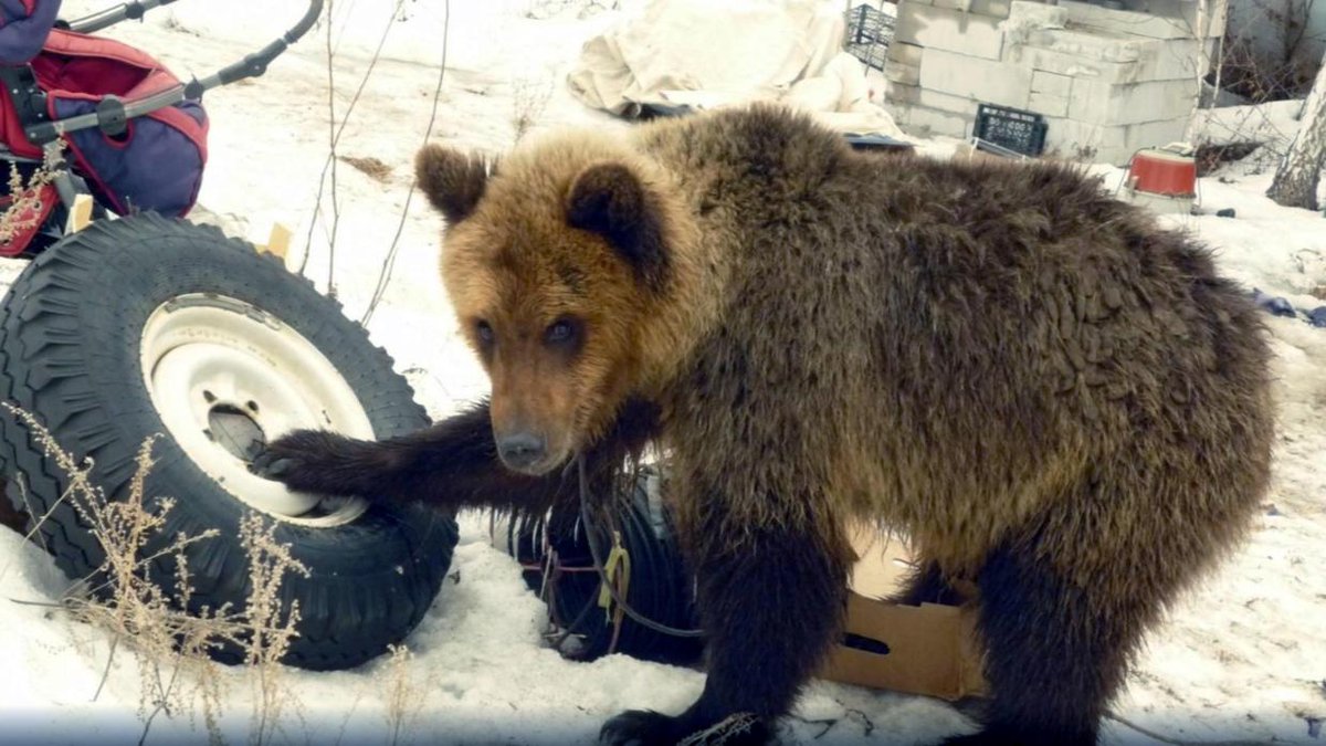 In 2014, a Russian man, Sergey Grigoriyev, adopted and raised a bear cub. Despite four years of bonding, the bear rejected its food and ate Sergey instead. His “skeletal remains” were found by Police who went to his house after his relatives reported him missing and the…