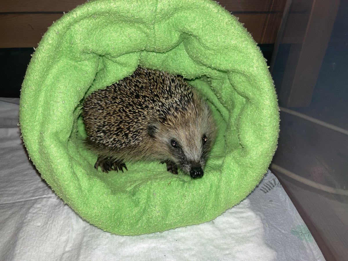 Ich habe übrigens immer noch #igel - und es werden immer mehr. Nächstes Jahr ist dann mal der §11er, also der Sachkundenachweis nach Tuerschutzgesetz, dran, denke ich. Auch immer noch gilt: Wenn ihr einen Igel findet, gerade jetzt im Winter, der klein ist, verletzt, meldet euch!