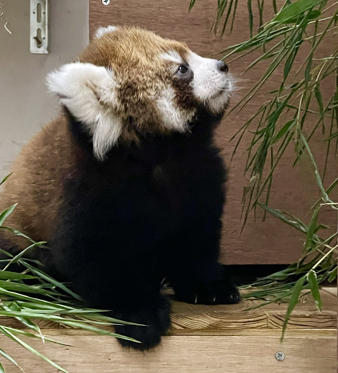 12/16 土 おはようございます 九州豆知識のお時間です 🧸♪ 熊本県天草市にある 地名「魚貫」の読み方は 選択肢のいずれか？選びなさい 　　　　① お に き 　　　　② う ぬ き 　　　　　 🇪🇸 Buen día♪