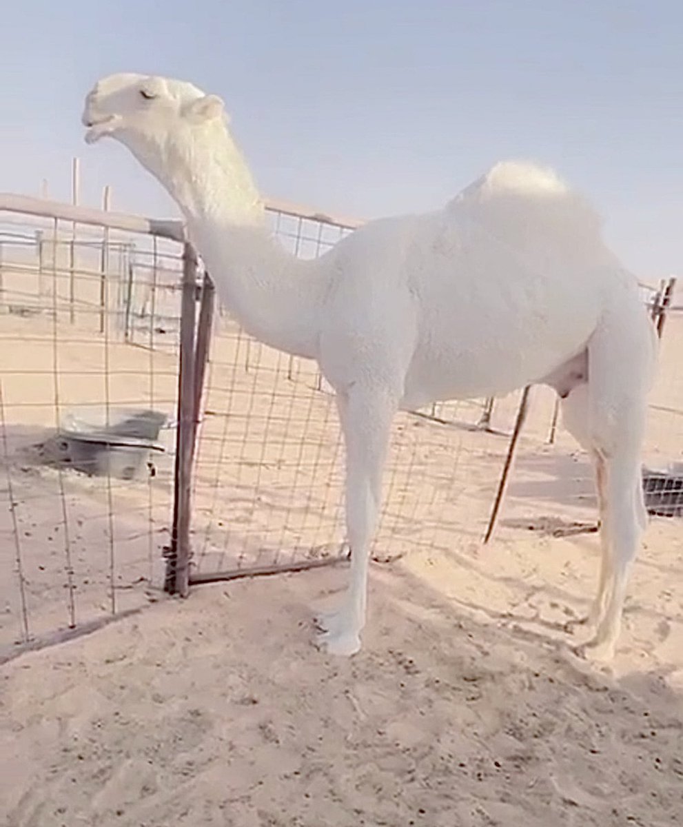 وش صار على القعود هذا؟
من عقب مزاد الحفر الي قبل سنتين ماجاله ذكر
.
.
ولد هداج الثقفي لابن جليغم القحطاني