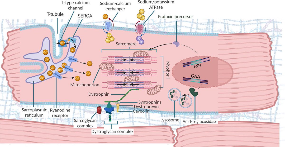 Targeted genetic therapies for inherited disorders that affect both cardiac and skeletal muscle. A review by @yiangospsaras and myself outlining the inertia and struggles of creating disease specific gene therapies for muscle. shorturl.at/JU268 @ExpPhysiol @RDMOxford