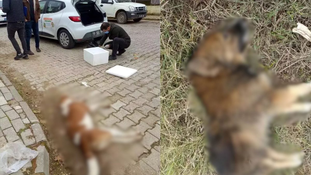 Aydın'da Köpek Katliamı! 📌 #Aydın'ın Nazilli ilçesinde köpek ölümleri, Köşk ilçesinde de görüldü. Nazilli'de 2 günde 13 köpek, Köşk ilçesinde ise 17 köpek ve 3 tilki ölü olarak bulundu. Yapılan incelemelerde, hayvanların zehirlendiği belirlendi. (DHA)