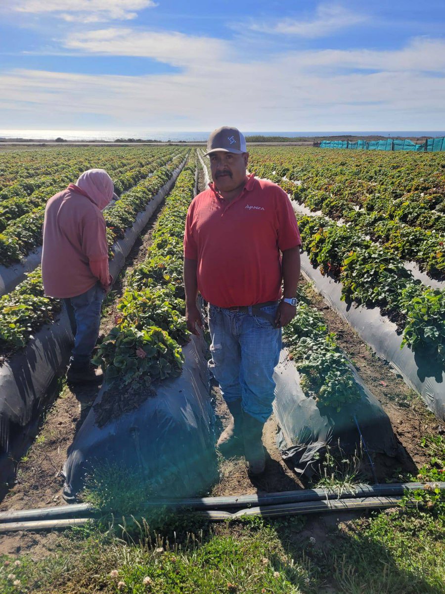 Jose is a strawberry worker from Davenport CA. He stands at the end of a long row of organic strawberries that has recently been picked and now needs to be cleaned of the bad berries. Jose work 5-6 dyas a week during the season. #WeFeedYou