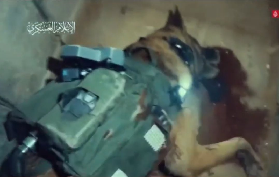 👇🏼👇🏼‼️‼️
IDF criminals children killers also super cowards ‼️‼️
send dogs (with explosives 🧨) in the tunnels!!!