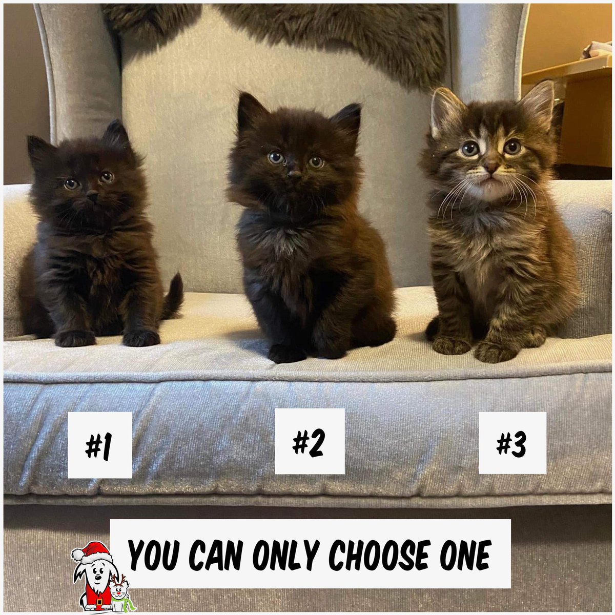 🥰🥰🥰🥰🥰 Meet Brom, Corbin and Vlad, probably some of the cutest little floofs we’ve ever seen! 🐱 And how did they sit so nicely for a photo? 📷 They’re not quite ready for adoption, but if you could pick one, which would it be? #AARCS #AdoptDontShop