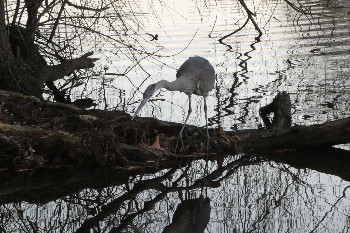 mawgdn's tweet image. Fishing in the dark, #Heron watching  #DarkEdition 😉 Have a great weekend, everyone!
