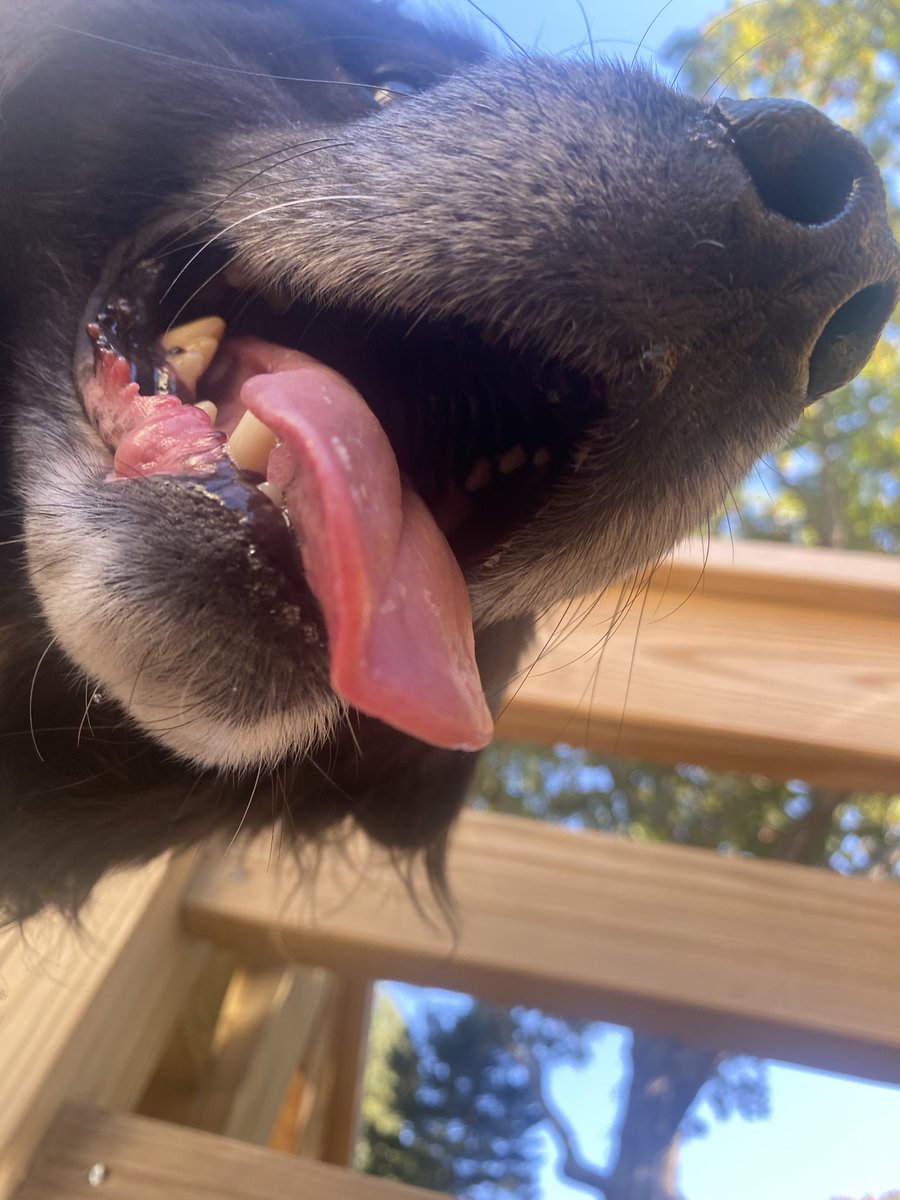 Euthanizer's tweet image. 