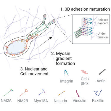 New paper from @zech_lab out in @CellReports 3D matrix adhesion feedback controls nuclear force coupling to drive invasive cell migration Great work @DT_Newman @drlornayoung et al Collab w/ @LMachesky @integrintraffic @bengoult cell.com/cell-reports/f… @LivUniISMIB @LivUniCancer