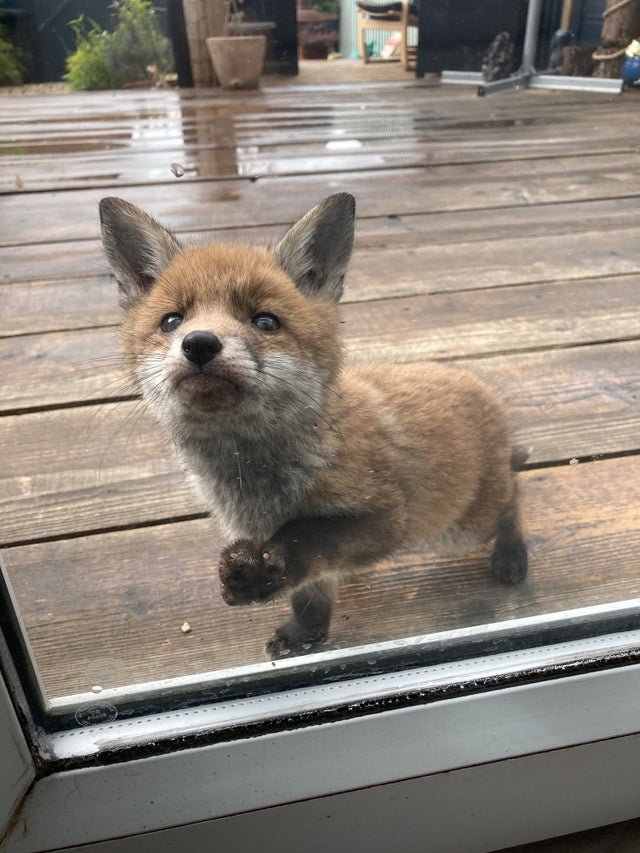 💖 (@twaniimals) on Twitter photo 