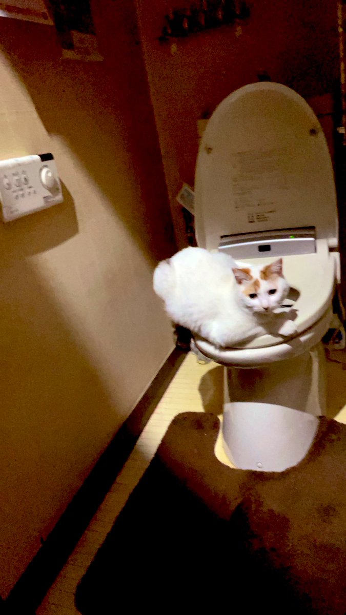 おはようございニャースっ！！ご無沙汰ですんにゃせん😹袋が大好きでこんなことに（笑）皆さんも寒いので暖まりましょう😽（お食事中の方は申し訳ない※3枚目写真）