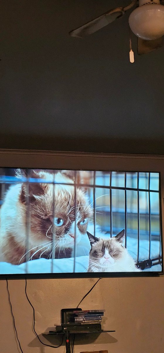 #WorstChristmasEver @RealGrumpyCat watching our annual new Christmas favorite #GrumpyCatsWorstChristmasEver