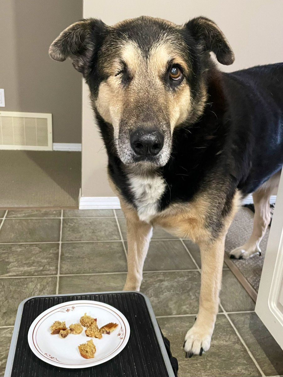 MaggieMayRose1's tweet photo. Pals gess wot hoom maked today?! Bananana croonberry muffins an gess wot else? Dey is doggo frenly! ๐
Dare is lots if yous wanna sharsies! ๐โค๏ธ๐พ
#dogsofX #dogsoftwitter #dogs #FridayVibes #baking #MaggieMay #delicious #MagicKitchen https://t.co/IxxDQIPf64