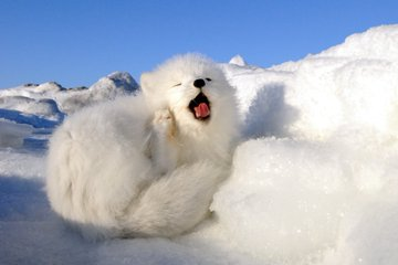 Arctic fox 🦊
#foxes #fox #foxesofinstagram #wildlife #redfox #vulpesvulpes #nature #animals #foxesofig #foxy #love #foxlove #wildlifephotography #ilovefoxes #cutefox #domesticatedfox #petfox #marblefox #happyfox #silverfox #cute #saveafox #foxlovers #instafox #foxlife #loveafox