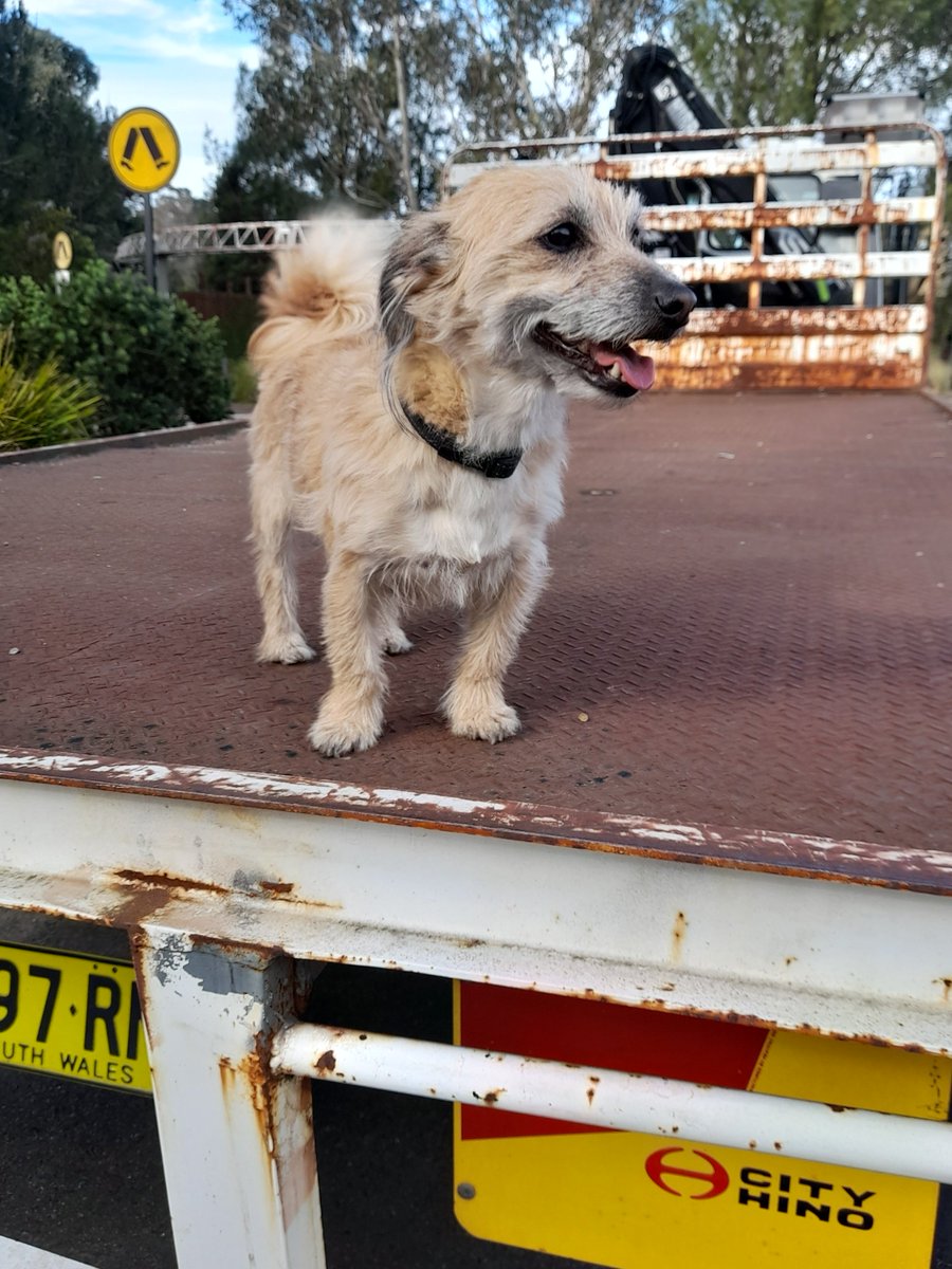 Way too hot to walk today, so I'm hitching a ride. Let's go Mr Truck Driver. #heatwave #summer #dogsonwalks #xmas