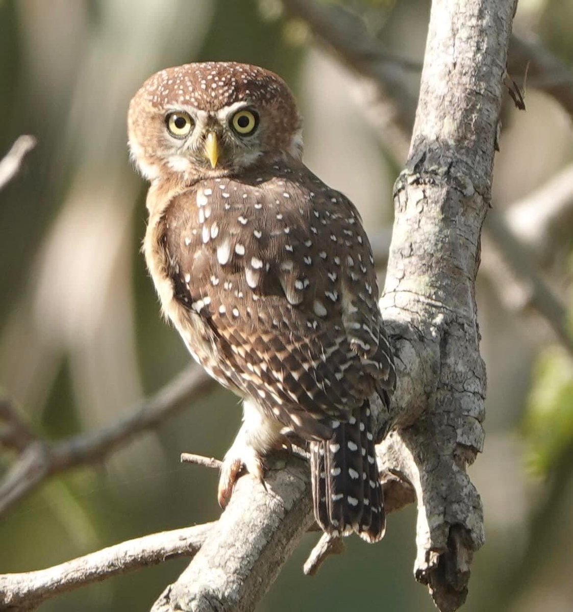 Pearl spotted owlet