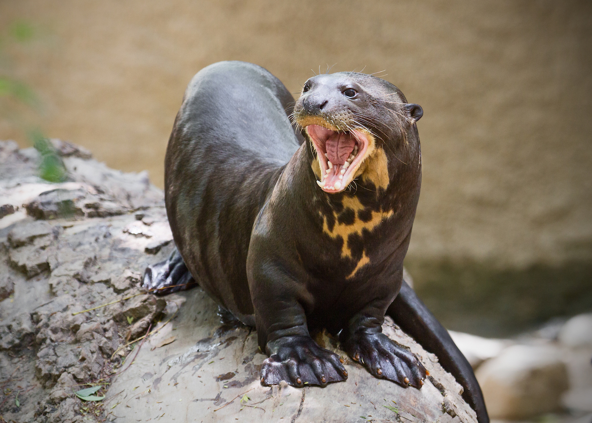 Tis the season! One giant otter coming right up for @AquariumPacific. She is excellent at screaming harmonies in holiday songs. Enjoy! #MuseumGiftSwap